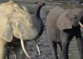 Taylor Guitars Conservation Partnership Reveals Critical Link Between African Forest Elephants and Guitars. Photo Credit: Richard Rosomoff (PRNewsfoto/Taylor Guitars)