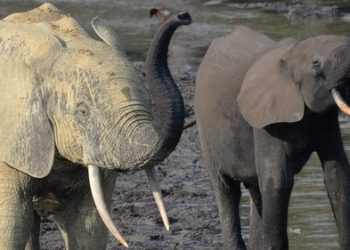 Taylor Guitars Conservation Partnership Reveals Critical Link Between African Forest Elephants and Guitars. Photo Credit: Richard Rosomoff (PRNewsfoto/Taylor Guitars)