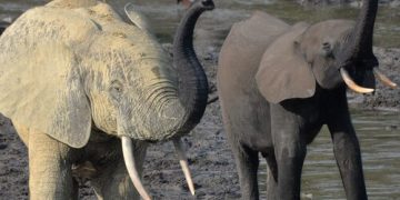 Taylor Guitars Conservation Partnership Reveals Critical Link Between African Forest Elephants and Guitars. Photo Credit: Richard Rosomoff (PRNewsfoto/Taylor Guitars)